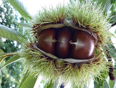 castanhas